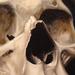 skull painting Art Thumbnail